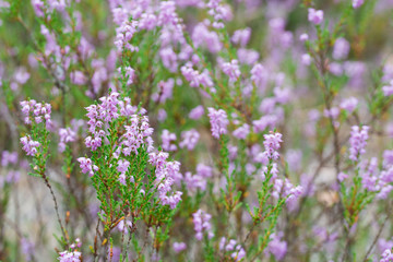 heather flowers in forest closeup