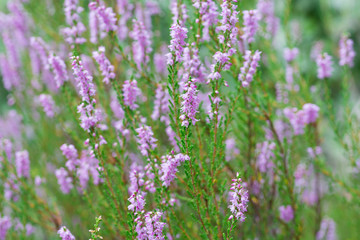 heather flowers in forest closeup