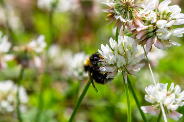 A bee collects nectar on a white clover (Trifolium repens) flower. Natural background. Pollination of crops.
