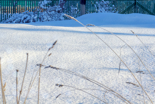 Beautiful winter background. Stems of tall grass under the snow, frost on the grass. In the background is a fence. Defocused backgrounds and shallow depth of field. Selective focus, close-up.