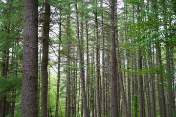 landscape view of the pine tree forest