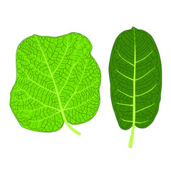 Green Leaves fresh abstract isolated on white background illustration vector