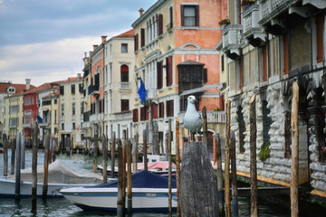 Fototapeta na wymiar Venedig am Canal Grande
