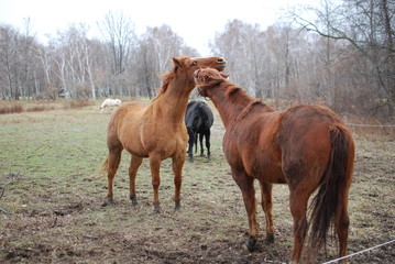 Horses 