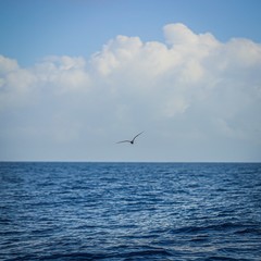 Fototapeta na wymiar windsurfer in the sea
