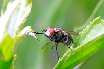 tachina fly on plant
