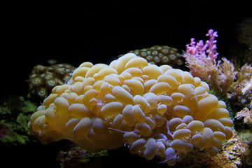 Corals in an aquarium