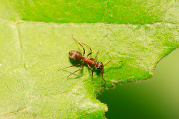 Formica fusca on plant