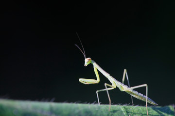 Mantis larvae on plant