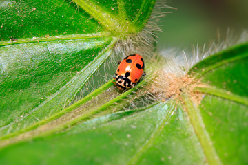 Hippodamia variegata on plant