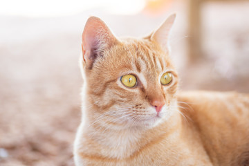 Close up of ginger cat looking something, cute pets