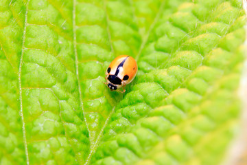 Propylaea japonica on plant
