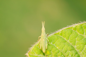 Atractomorpha sinensis Bolvar on plant