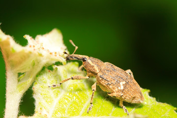 weevil on plant
