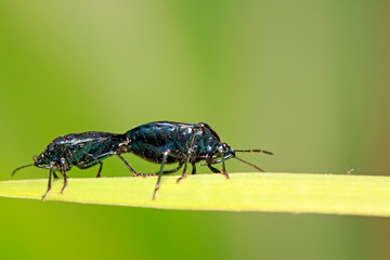 Zicrona caerulea on plant