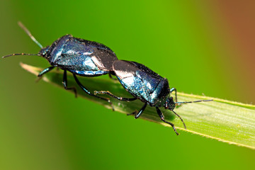 Zicrona caerulea on plant