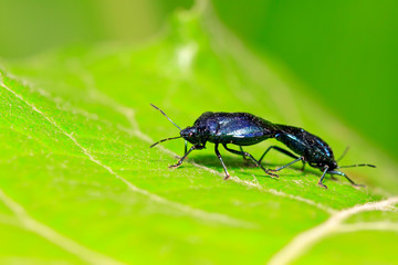 Zicrona caerulea on plant