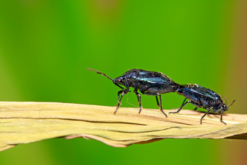 Zicrona caerulea on plant