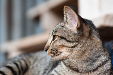 Cute Tabby cat looking something and lying , side view