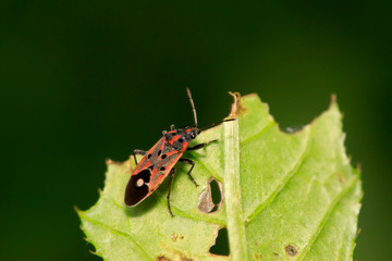 chinch bug on plant