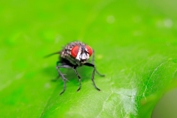 Tachinidae on plant