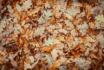 beautiful autumn background from fall oak leaves. bright oak leaves natural autumn texture. fall season backdrop for design. copy space. shallow depth, soft selective focus.