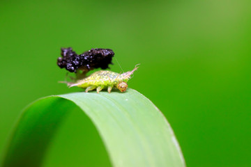 Hispidae insects larvae on plant