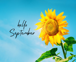 Hello September. yellow sunflower. single beautiful sunflower against blue sky. autumn harvest season. soft selective focus
