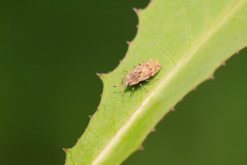 Tingidae insects on plant