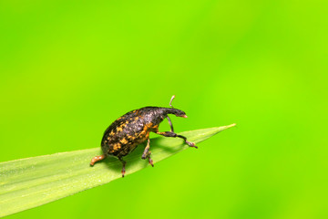 weevil on plant
