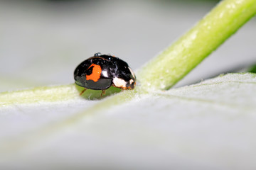 Harmonia axyridis on plant