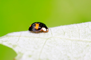 Harmonia axyridis on plant