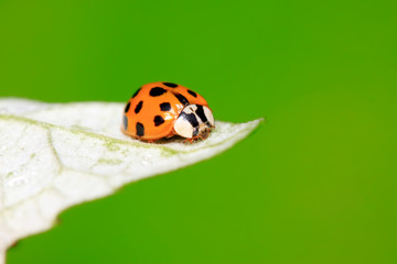 Harmonia axyridis on plant