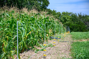Row of sweet corn behind an electric fence