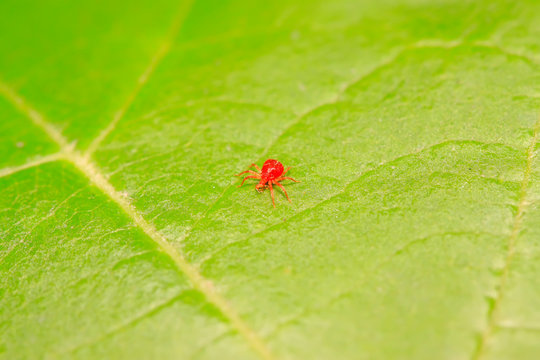 Red Mite On Plant