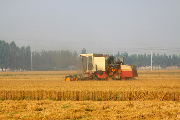 Obraz premium harvester busying in the wheat field