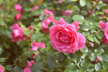 pink roses in the garden. Coral rose flower blooming in the park. blue sky, background.