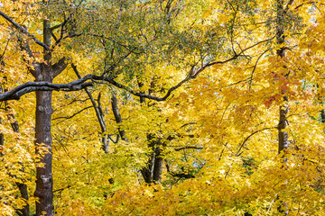 tree tops and branches with bright gold lush foliage, closeup view. nature in autumn