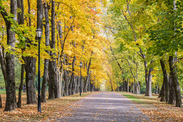 beautiful park view with paved cobblestone alley, high autumnal trees and street lamps. park during fall season