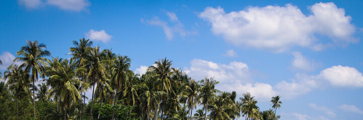 Fototapeta na wymiar travel. Palm forest against the blue sky. life in the tropics. vacation in a warm country.