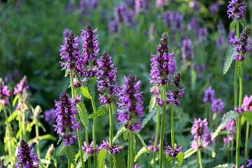 Summer landscape with wildflowers at sunset. Blooming Betonica officinalis. Medicinal plants, herbs in the garden.Blurred background.