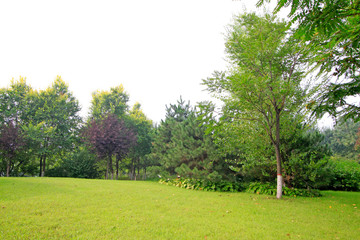 lawn and trees