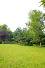 lawn and trees