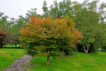 Fototapeta premium Maple trees and grass