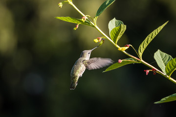 one cute tiny female Ana's hummingbird hover in the mid air sucking on the flower nectar in the garden under the sun with blurry background