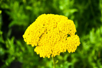 Yellow cluster of flowers