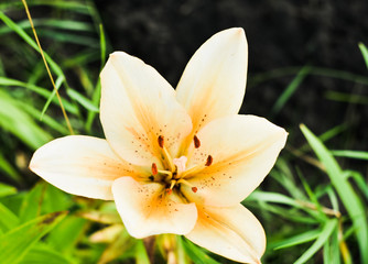 Yellow single lily flower in garden in summer