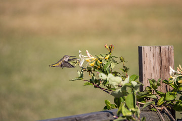 one cute tiny female Ana's hummingbird sucking on the flower nectar in the garden under the sun with blurry background