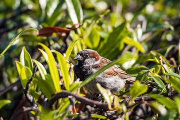 close up of a male sparrow hiding behind leaves of branches in the park under the sun