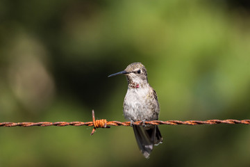 one cute tiny female Ana's hummingbird resting on rusted orange bob wire under the sun looking around with creamy green background